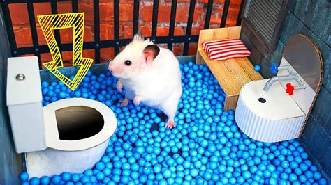 hamster odir|Hamster Escapes the Creative Maze for Pets in real life